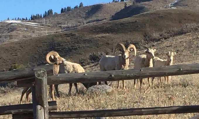 Hoback Junction Apartment | Great Escape and Short Drive from downtown Jackson Hole