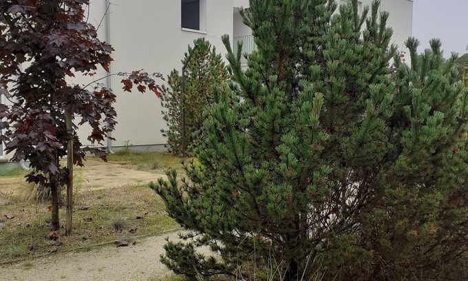 Pogorzelica Apartment | Green Patio Przy Sosnowym Lesie