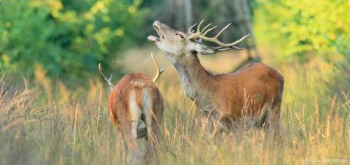 Sart-lez-Spa Apartment | Greenhouse