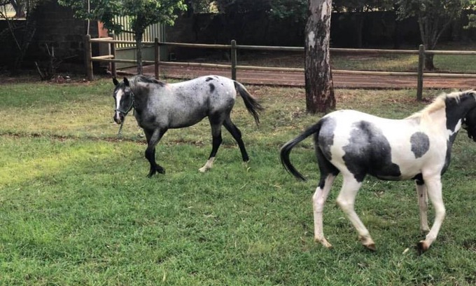 Greater Johannesburg Metropolitan Area House | Haizum's Equestrian Centre