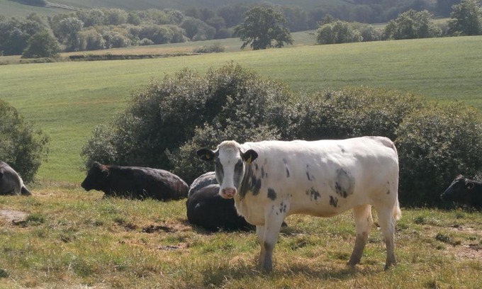 Sticklepath House | Harepath Farm Cottages 1