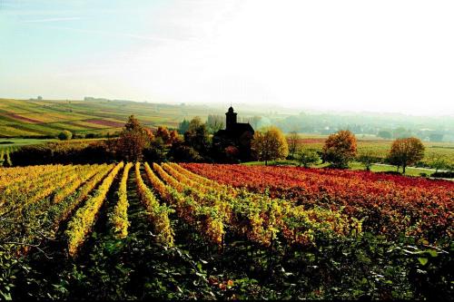 Dorrenbach House | Haus am Kastanienwald