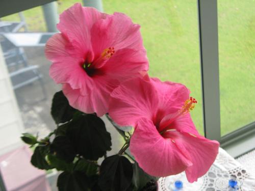 Waihi Beach Bed & Breakfast | Hibiscus Bed & Breakfast