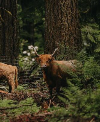 Marmot House | Highland Farms - Your Private Forest Farm