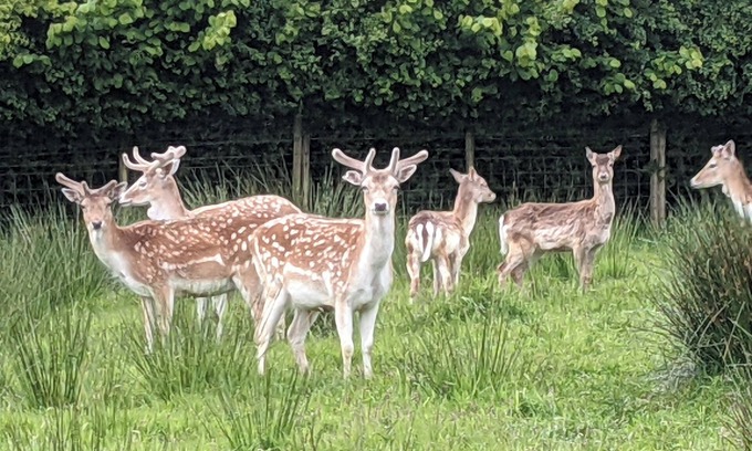 Londonderry Cottage | Hillfarm House courtyard cottage, private DeerPark sculpture, wildlife gardens,