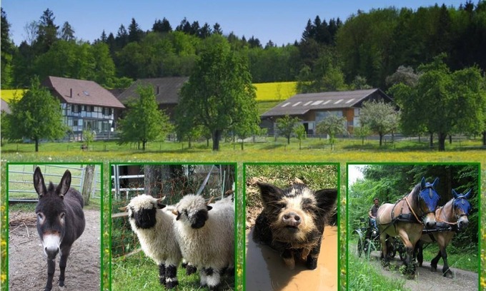 Eschenz Other | Holiday apartment Eschenz for 1 - 7 persons with 2 bedrooms - Farmhouse