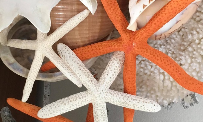 Old Towne Cottage | Holiday’s 🎄@ Starfish Cottage. Steps to Ocean. 🌊⛱️RELAX & ENJOY the beach.😎