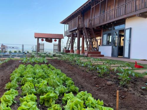 Buon Ma Thuot House | Homestay Lưng Đồi