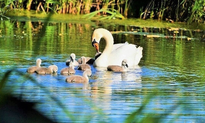 Falkenham Cottage | Honeypot Cottage, Falkenham, Nr Felixstowe, Suffolk