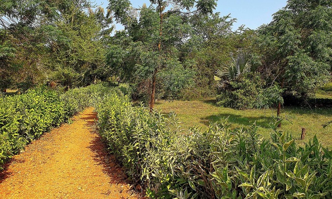 Pakwach Cabin | Hornbill Bush Lodge