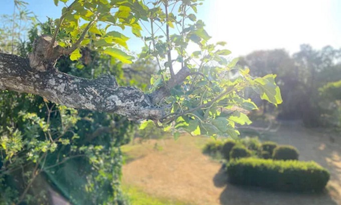 Liberia Hotel | Hotel Del Aserradero