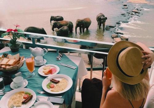 Pinnawala Hotel | Hotel Elephant Park - NEW DEAL! Exclusive Offers on Pickups Available!
