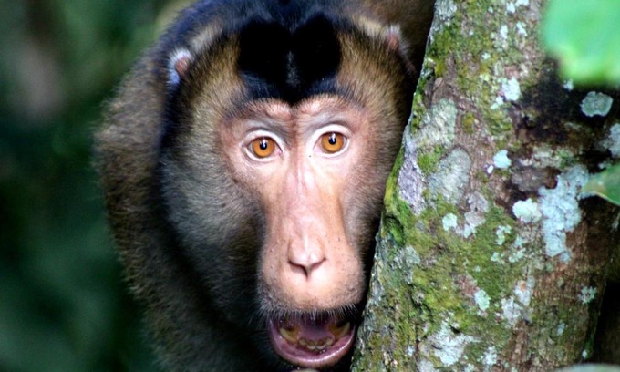 Bukit Lawang Hotel | Hotel Orangutan