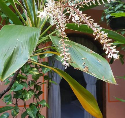 Coatepec Hotel | Hotel Posada San Jerónimo