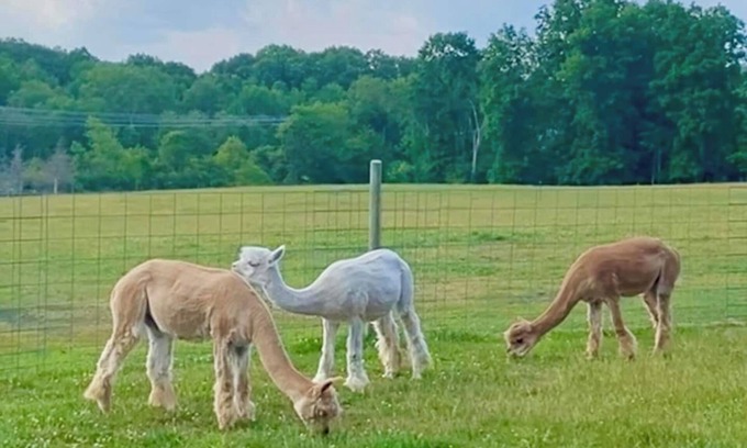Hyde Park Apartment | Hudson Valley Farm Getaway-East/Alpaca Lane-Apt 1