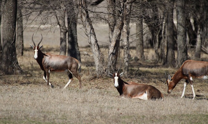 Meridian Other | Inclusive Texas Ranch Surrounded by Exotic Wildlife