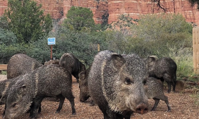 Sedona House | Javelina Heaven- Secluded-Private Trail-King Beds-Wildlife