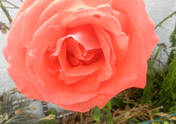 Aveiro House | JP Guest House