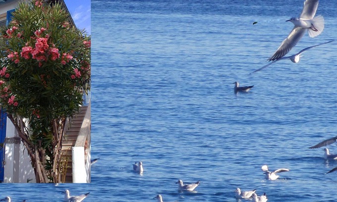 Antibes Apartment | Juan Les Pins: apartment/flat - Juan les Pins