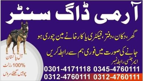 Punjab House | Khoji Dog Center Mianwali