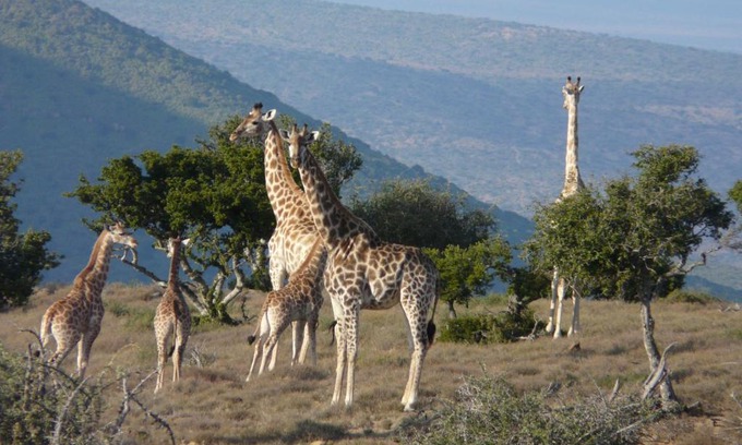 Jansenville Cabin | Koedoeskop Private Mountain Reserve