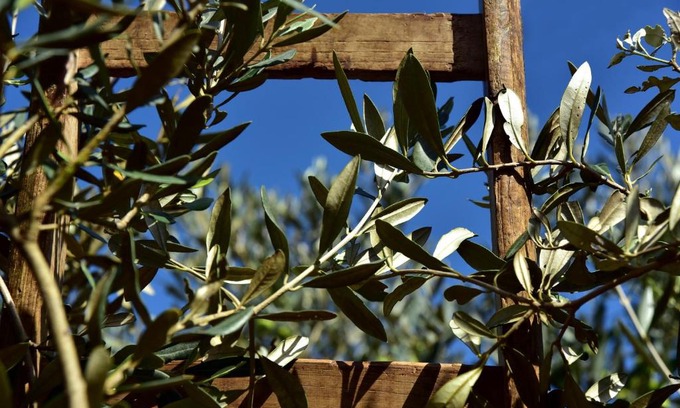 Civitella d'Agliano House | L'Olivo