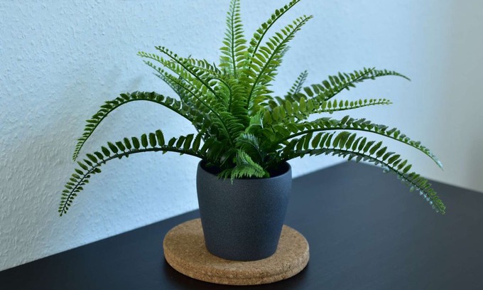 Leverkusen Apartment | L08 Apartment Leverkusen Opladen