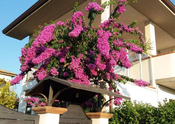 Manoppello Bed & Breakfast | La Bouganville di Sante e Rosa