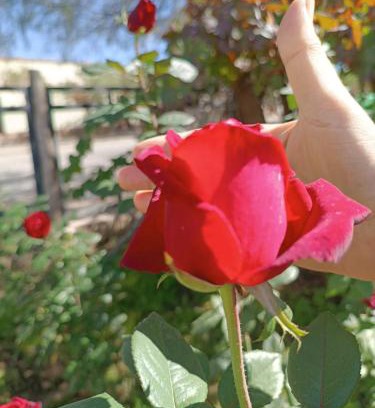 Cafayate House | La Casa de Las Rosas