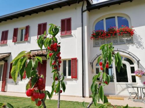 Codevilla Bed & Breakfast | la Mafalda in Oltrepo