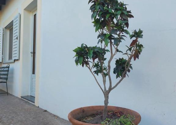 Ramallo House | La Porota