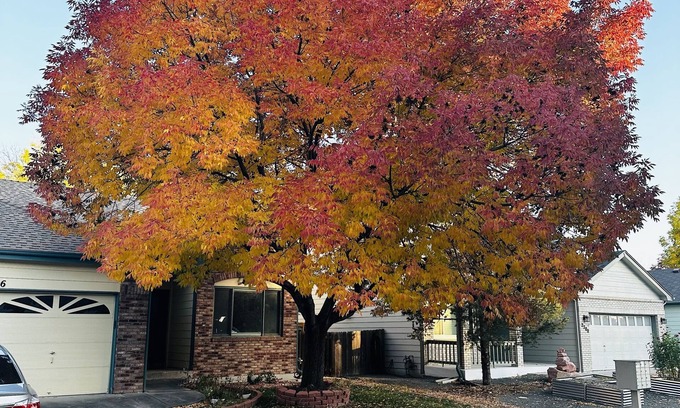 Longmont Apartment | Large basement apartment, private living room, bathroom & kitchenette