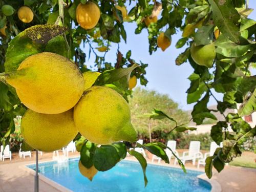 Teror Villa | Las Esterlicias (Villa Rural Ecológica)