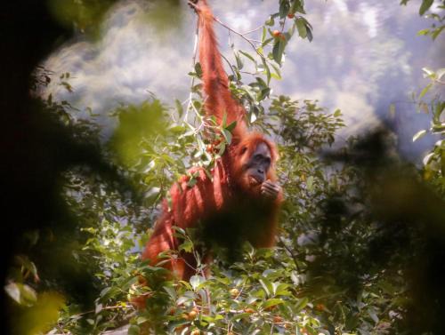Bukit Lawang Hotel | Lawang Inn Restaurant & Jungle Trek