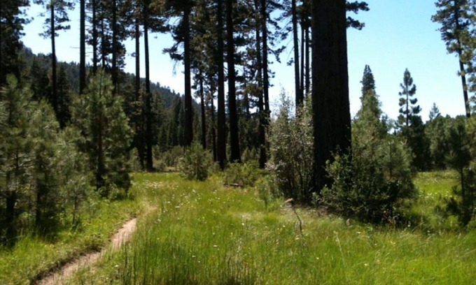 South Lake Tahoe Condo | “Let Your Den Be The Forest”. Large One Bedroom Condo Adjacent To The National