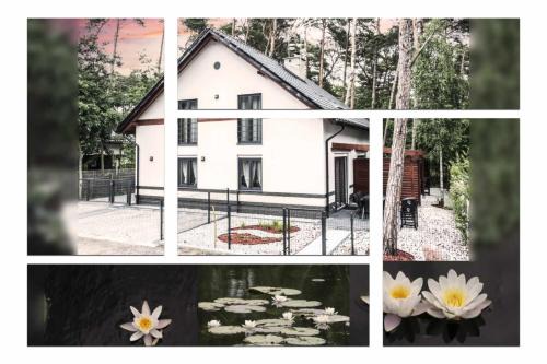 Lukecin House | Lily - Sunny Flowers Apartments