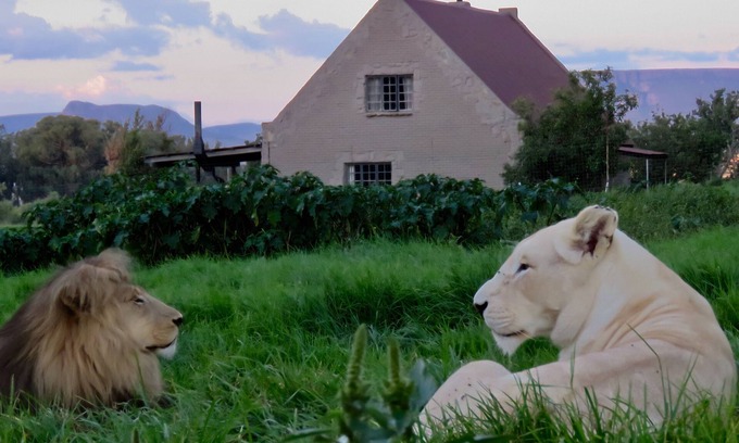 Maluti a Phofung House | Lion House @ggconservation for lion and nature lovers
