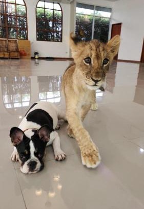 Ban Pong Bed & Breakfast | lion resort & cafe