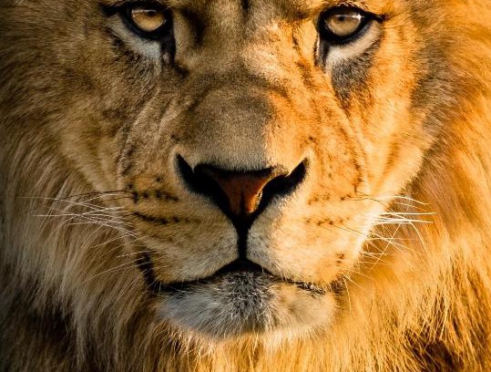 Chorlton-by-Backford House | Lions Den - Zoo Accommodation Chester