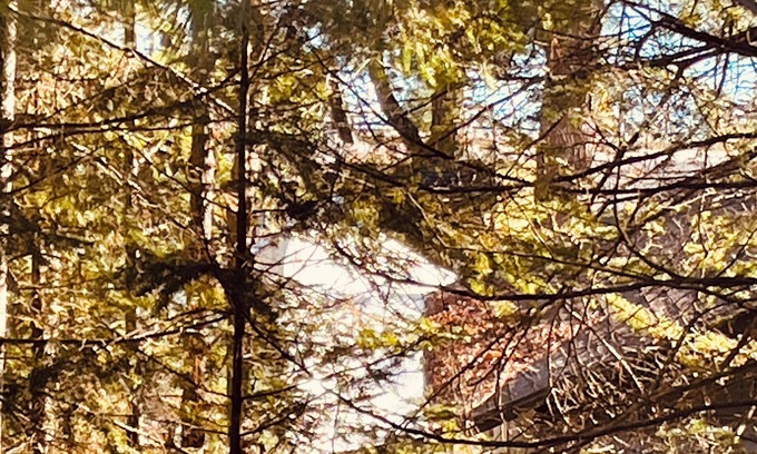 Cheboygan Cabin | Little Duck Cottage is close to so many northern Michigan activities. Lakeview