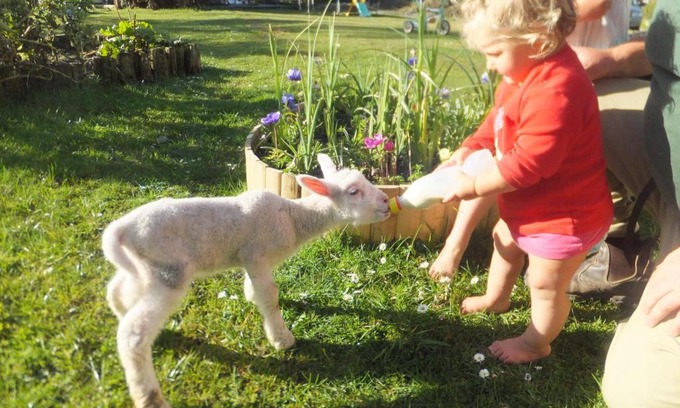 Dunollie Bed & Breakfast | Little Paradise & Petting Farm