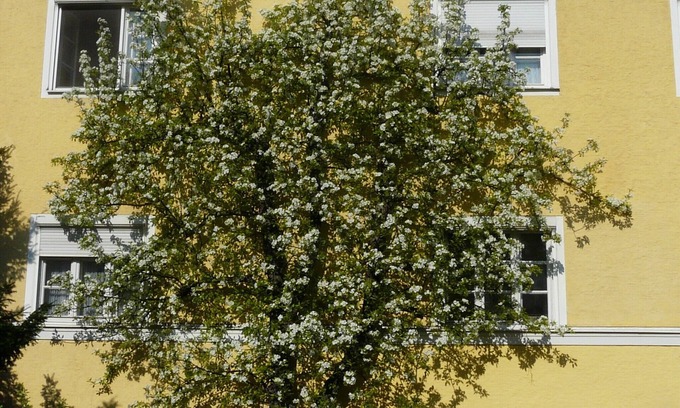 Elisabeth-Vorstadt Apartment | Living in a townhouse 1- 150 squyard non smoking apt, quiet and central