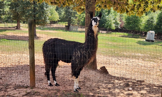 Villa Rica RV Rental | Llama Retreat - wall tent in a peaceful setting