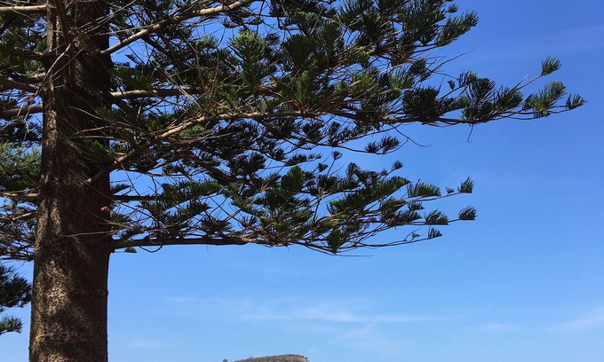 Avalon Beach Apartment | Location, location: Renovated studio 600m to Avalon surf beach & shops