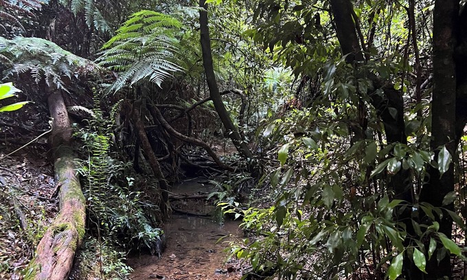 Elands House | Log Cabin OFF GRID, fire place, balconies/library/Rain forrest, walk, swim.