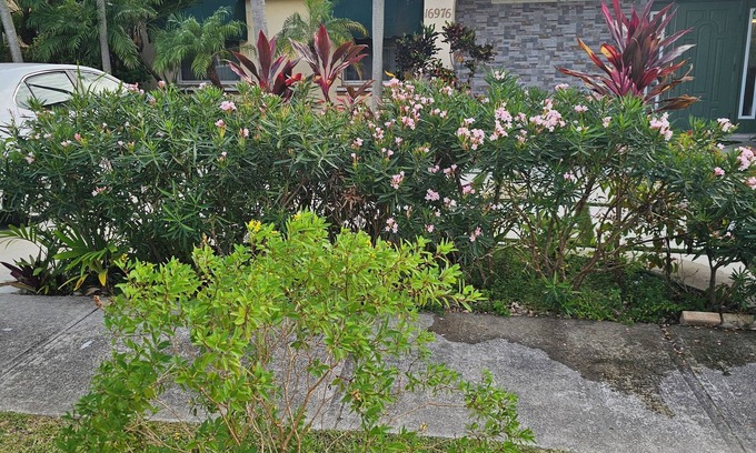 Richmond West House | Lovely cozy house with pool in a quiet safe family neighborhood