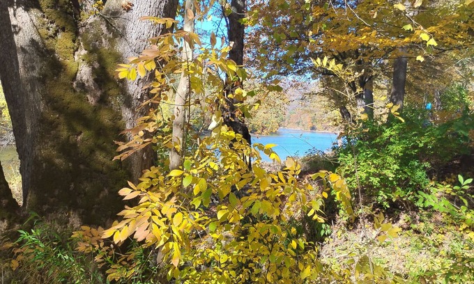 Greenbrier River Cabin | Magical cabin in the midst of a pawpaw patch on the bank of the Greenbrier River