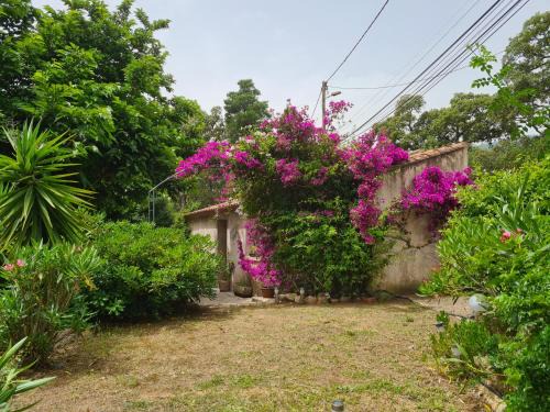 San-Gavino-di-Carbini House | maisonnette à la campagne