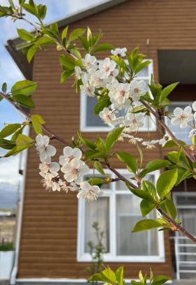 Bosteri Apartment | Malina guest house