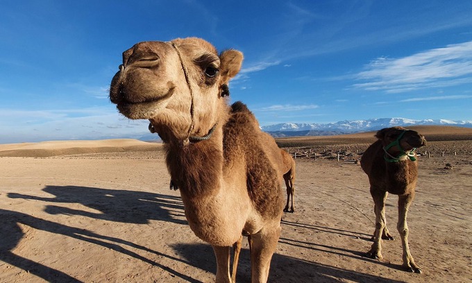 Sidi Badhaj Cabin | Marrakech Agafay Desert Luxury Tented Private Stargazing Camp